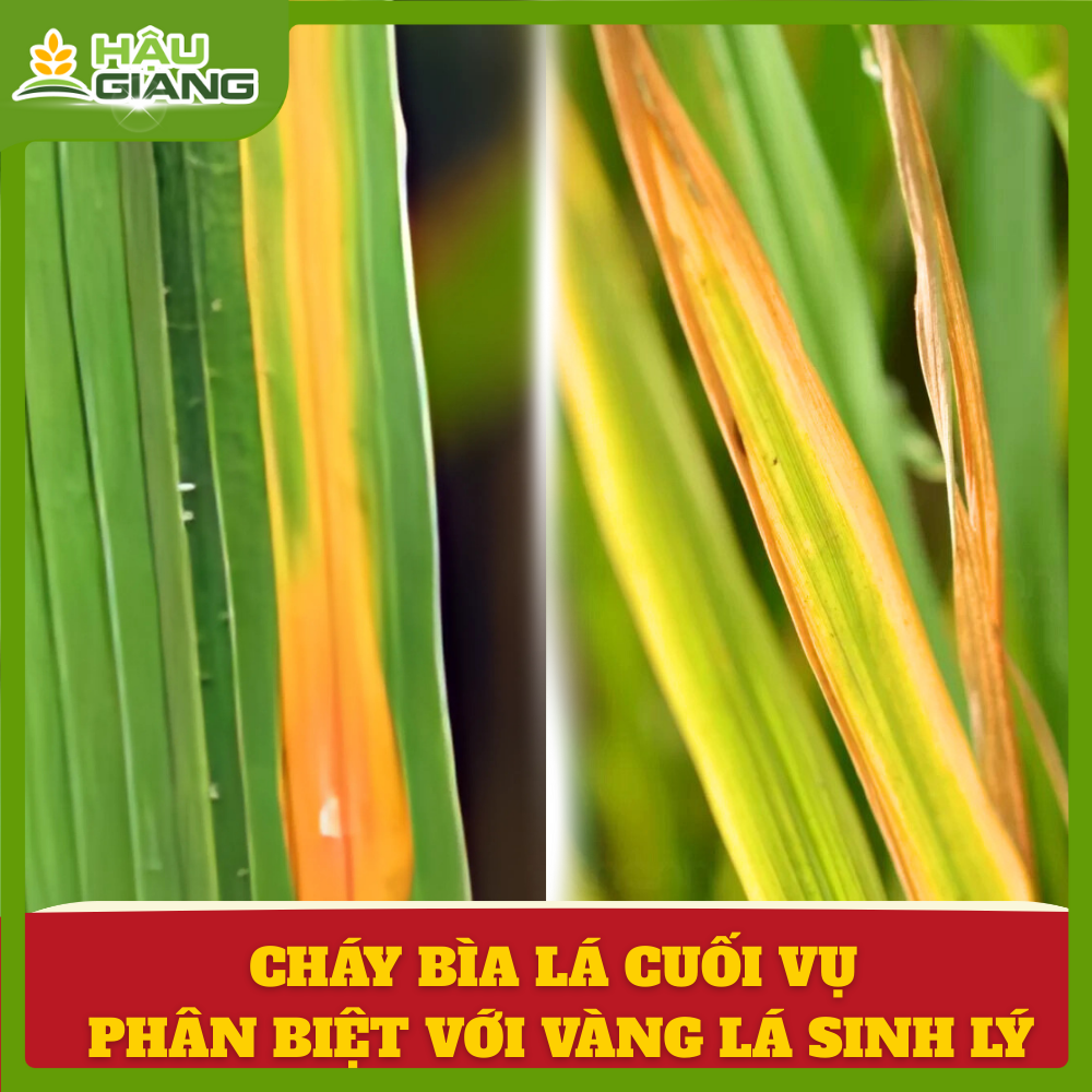 Cháy Bìa Lá Cuối Vụ - Phân Biệt Với Vàng Lá Sinh Lý