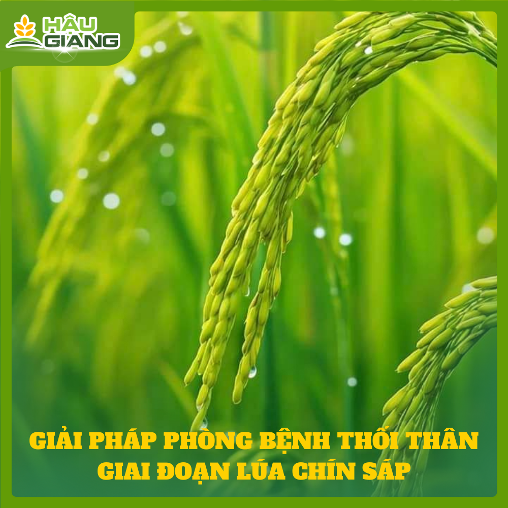 Phòng Bệnh Thối Thân Trên Lúa Giai Đoạn Chín Sáp