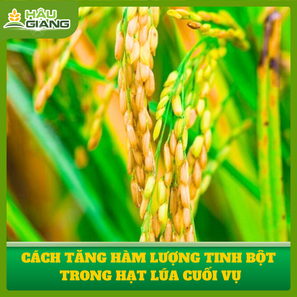 Tăng Hàm Lượng Tinh Bột Trên Lúa Giai Đoạn Cuối Vụ - Giải Pháp Tối Ưu Năng Suất Và Chất Lượng Hạt Gạo