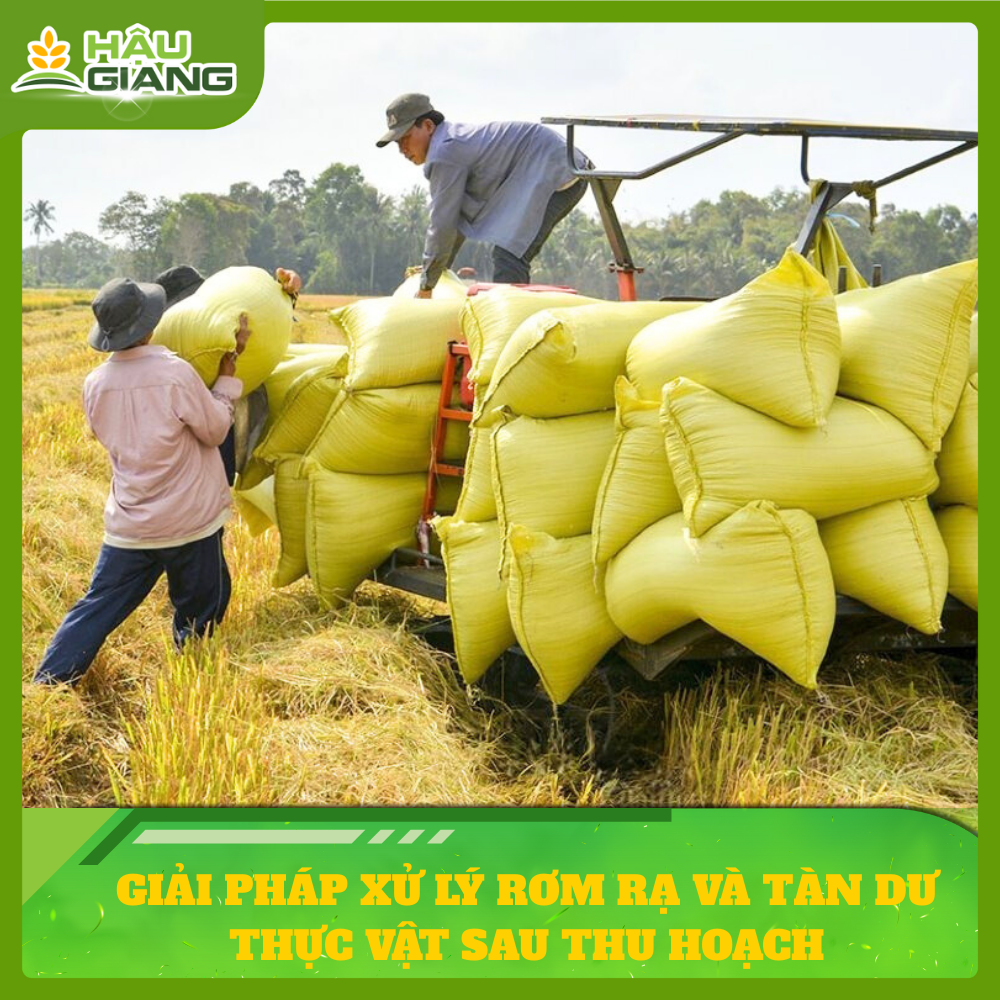 Giải Pháp Xử Lý Rơm Rạ Và Tàn Dư Thực Vật Sau Thu Hoạch