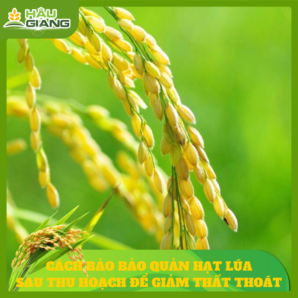Cách Bảo Quản Lúa Sau Thu Hoạch Để Hạn Chế Thất Thoát
