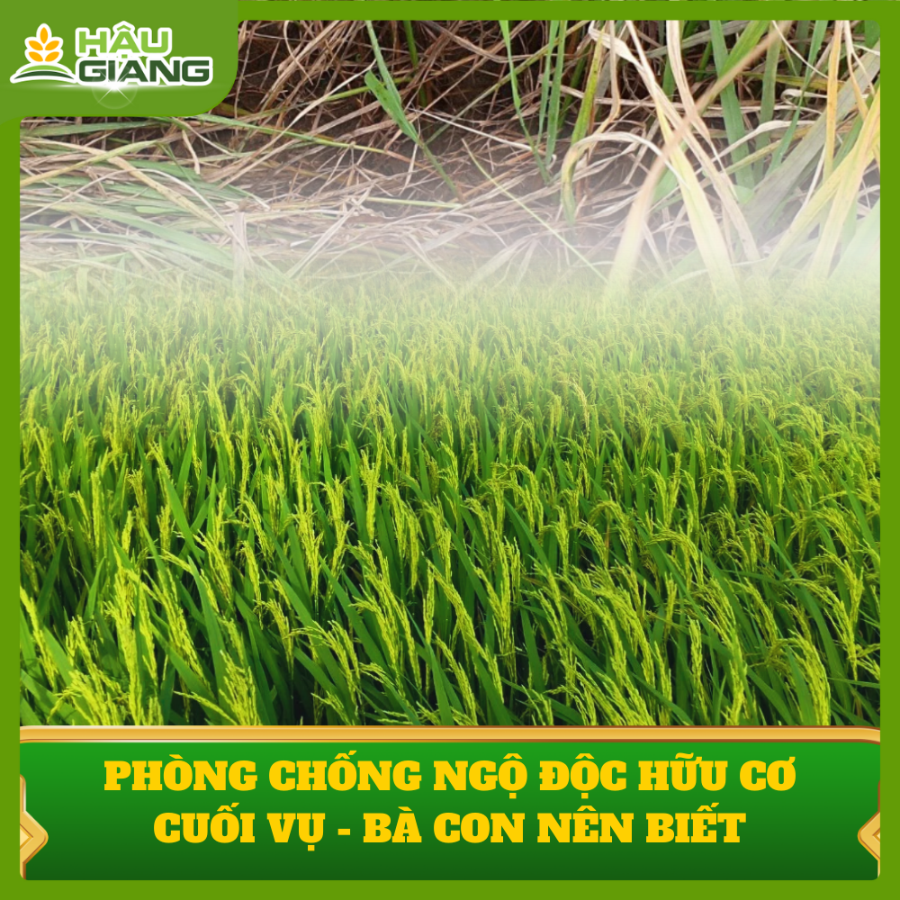 Ngộ Độc Hữu Cơ Trên Lúa Giai Đoạn Cuối Vụ