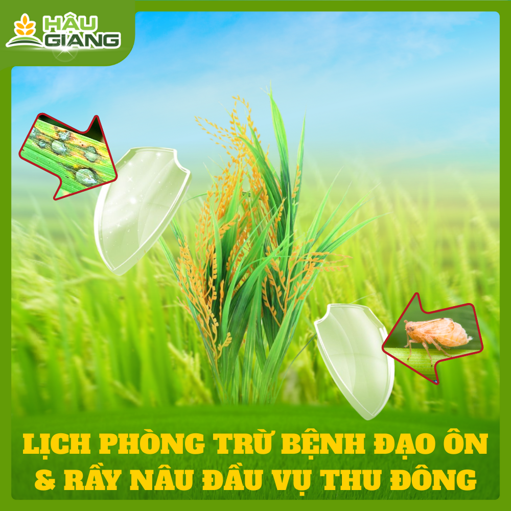 Lịch Phòng Ngừa Bệnh Đạo Ôn Và Rầy Nâu Vụ Thu Đông 2025