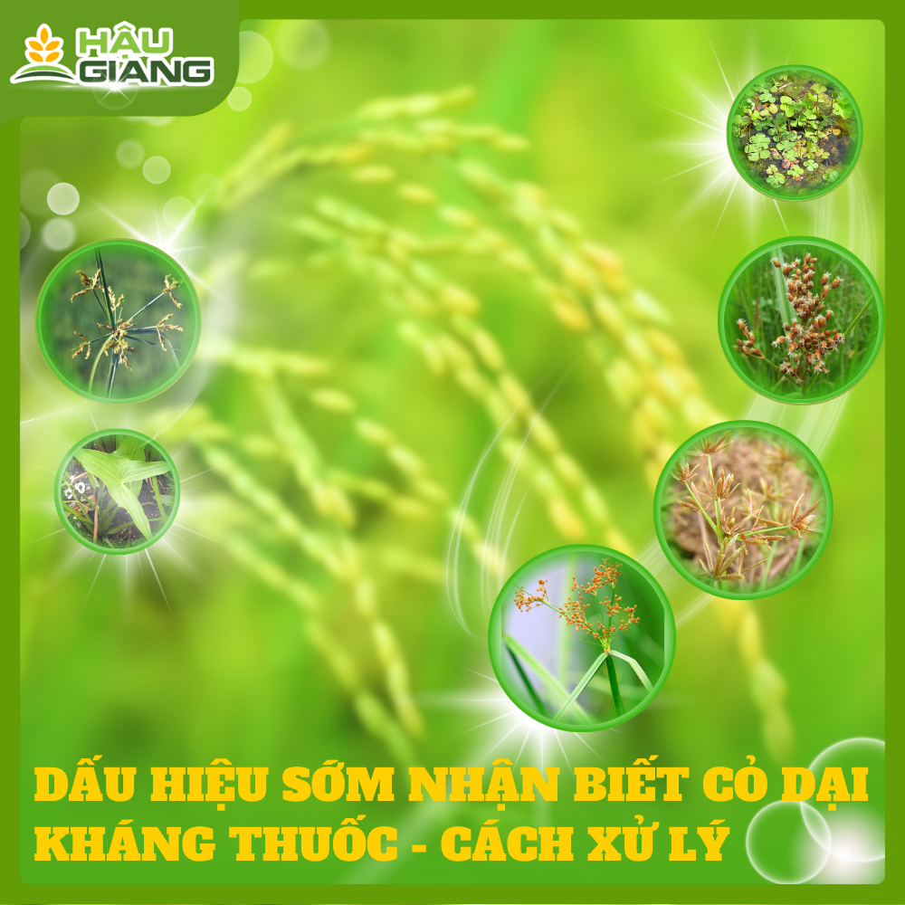 Các Dấu Hiệu Nhận Biết Cỏ Dại Kháng Thuốc Trên Đồng Ruộng