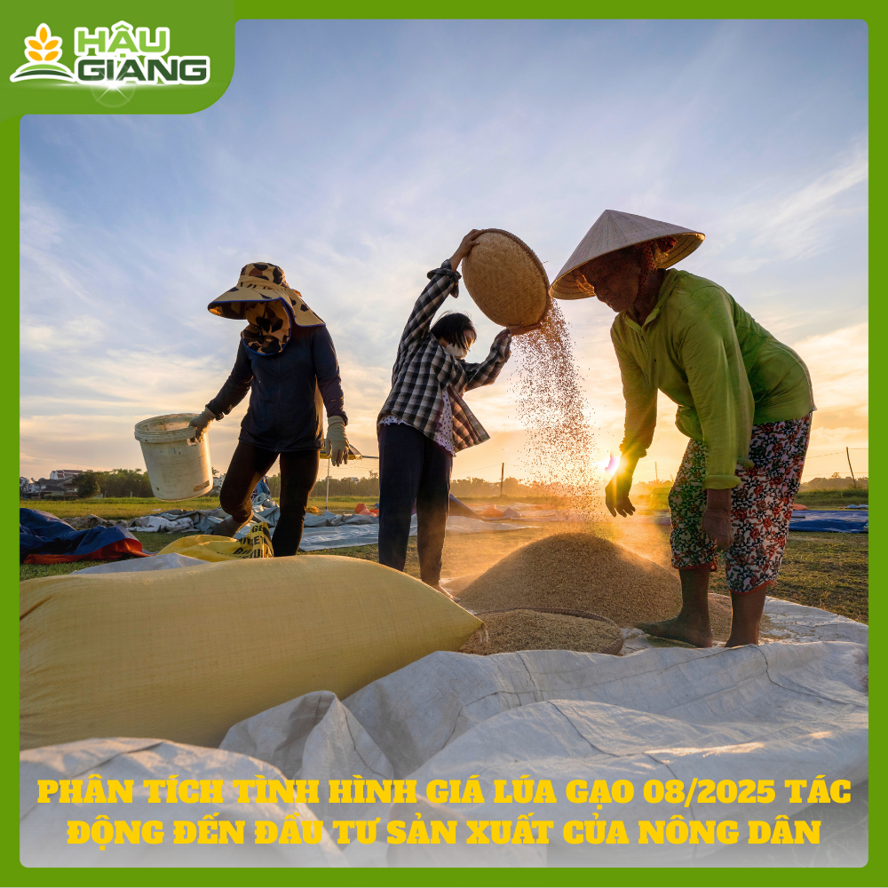 Giá Lúa Gạo Hè Thu 2025: Lợi Nhuận Mong Manh Và Bài Toán Đầu Tư Của Nông Dân