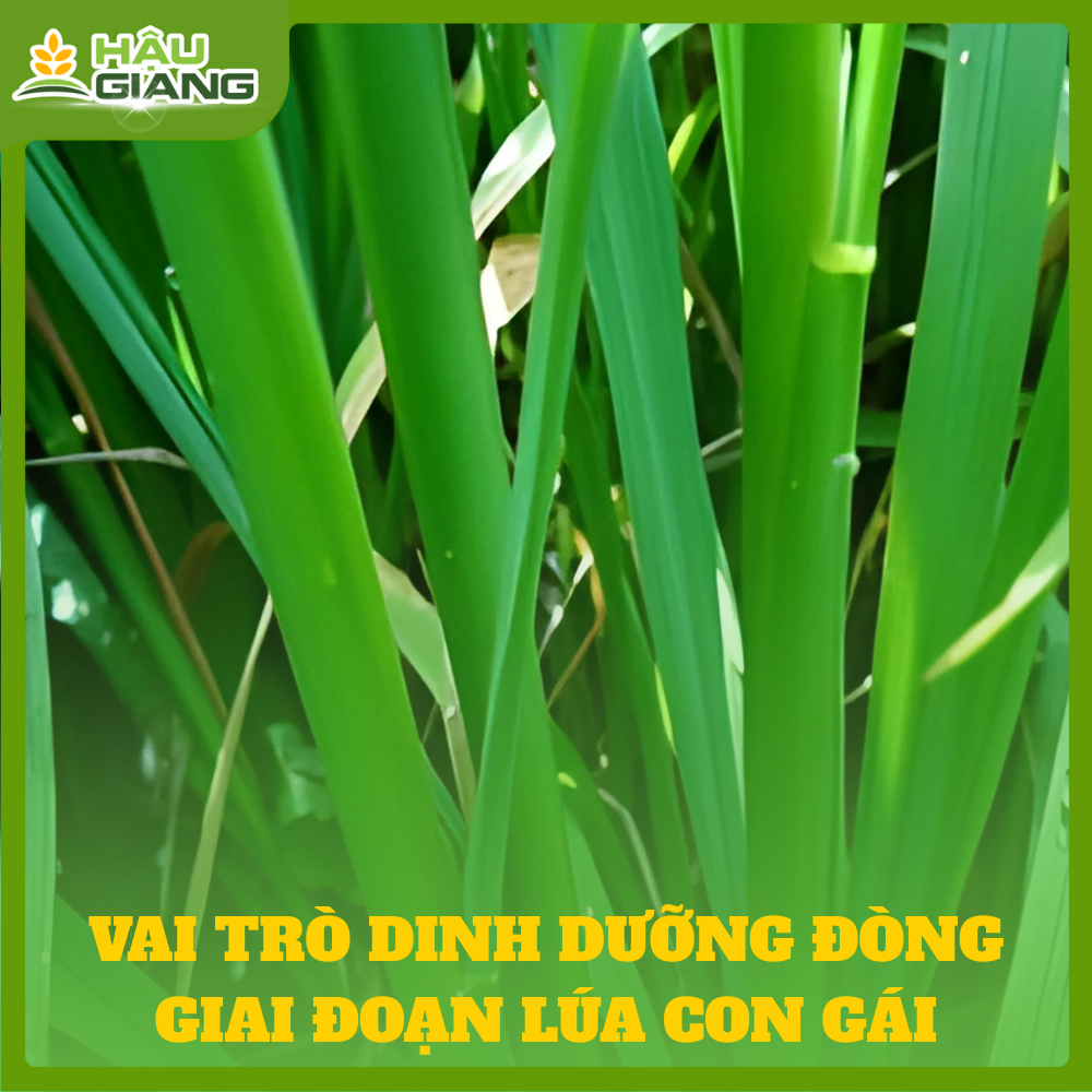Vai Trò Của Dinh Dưỡng Giúp Tăng Tỷ Lệ Đậu Hạt