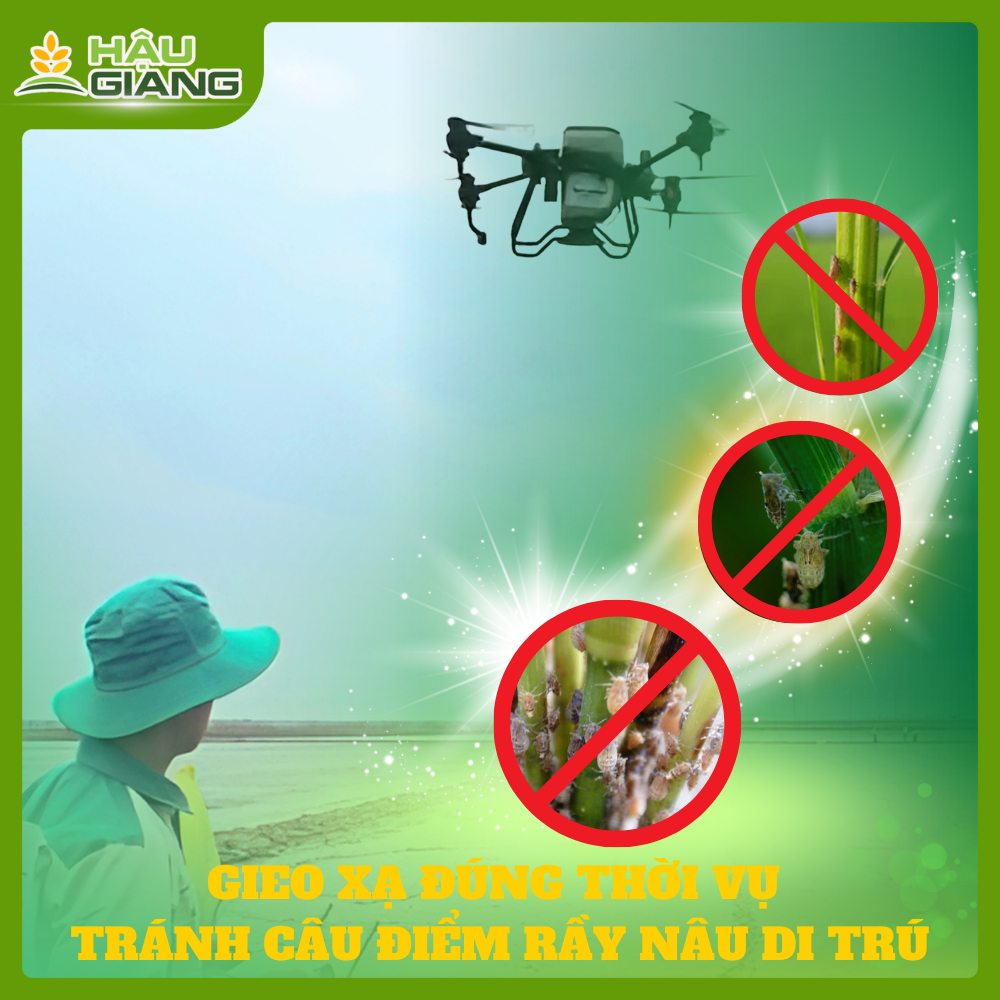 Gieo Sạ Đúng Lịch Thời Vụ – Giải Pháp Bền Vững Tránh Rầy Nâu và Côn Trùng Hại Lúa