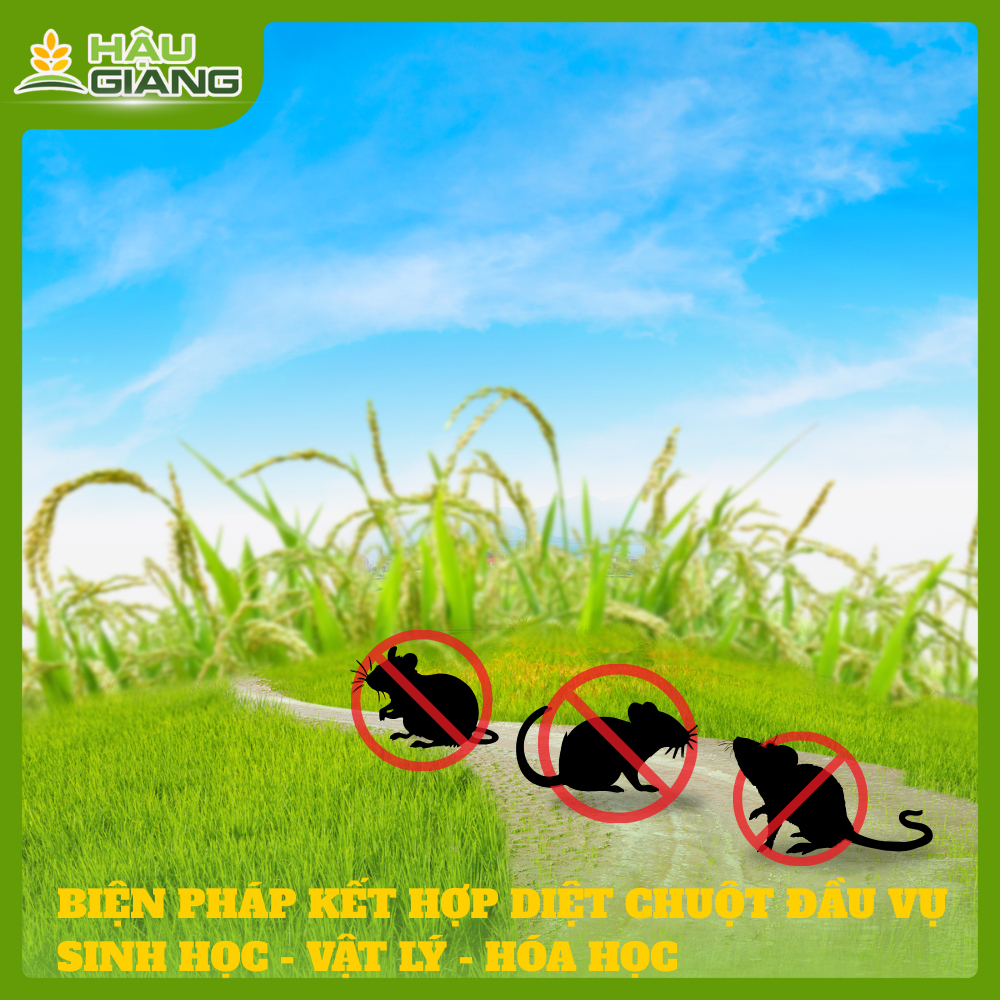 Biện Pháp Diệt Chuột Đầu Vụ