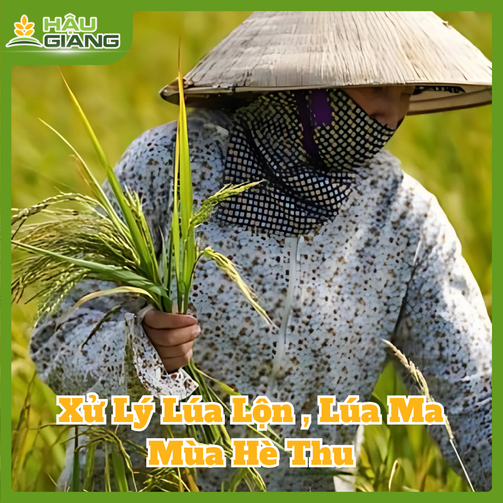 Xử Lý Lúa Lộn Lúa Ma Mùa Hè Thu