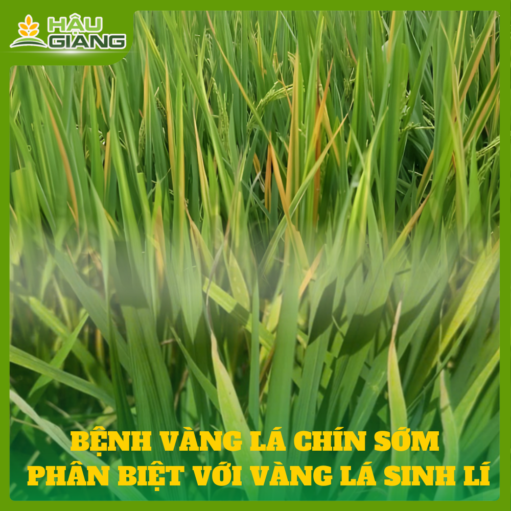 Bệnh Vàng Lá Chín Sớm Và Cách Phân Biệt Với Vàng Lá Sinh Lý