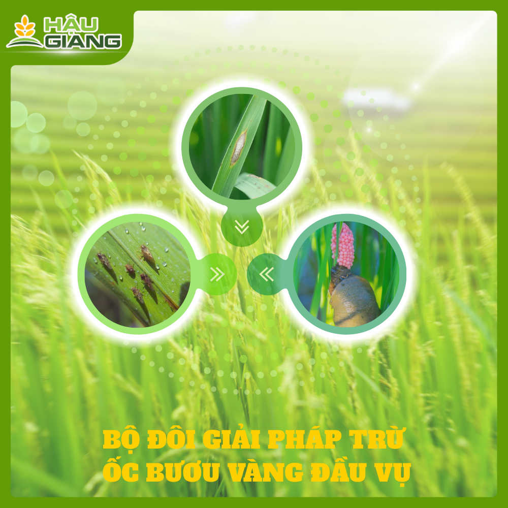 Bộ Đôi Giải Pháp Trừ Ốc Bươu Vàng Đầu Vụ Đông Xuân