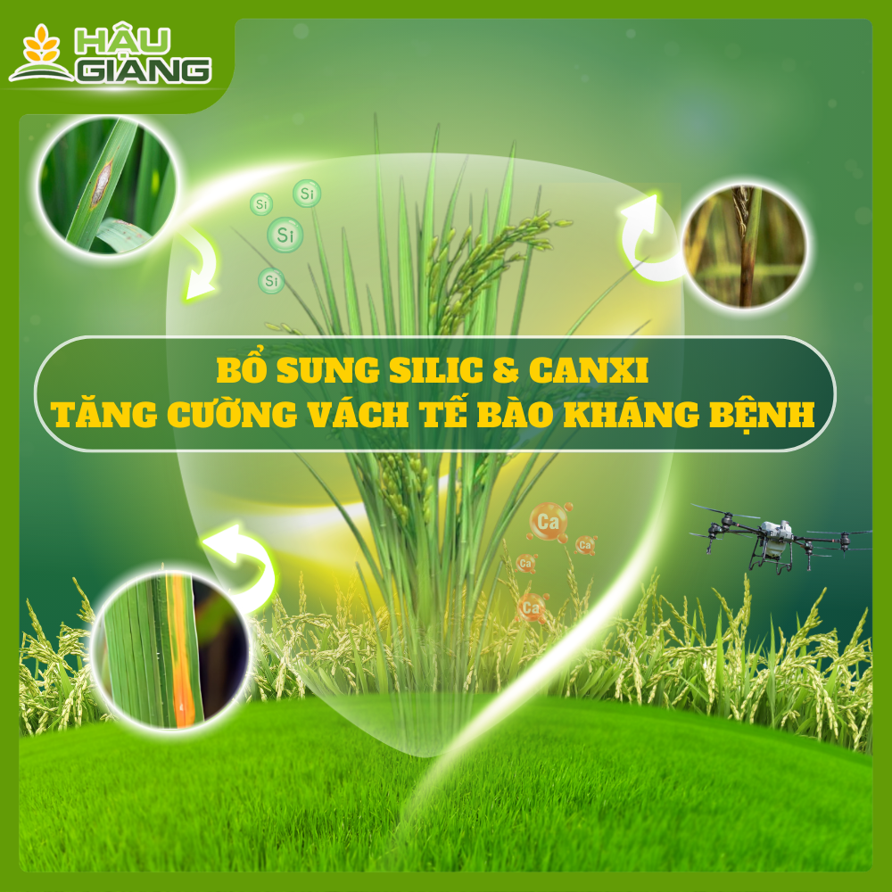 Bổ Sung Silic & Canxi – Tăng Cường Vách Tế Bào, Nâng Cao Khả Năng Kháng Bệnh Cho Cây Lúa Trong Canh Tác Hiện Đại