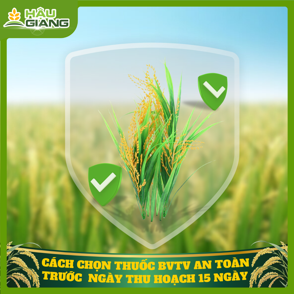 Chọn Thuốc Phun 15 Ngày Trước Thu Hoạch