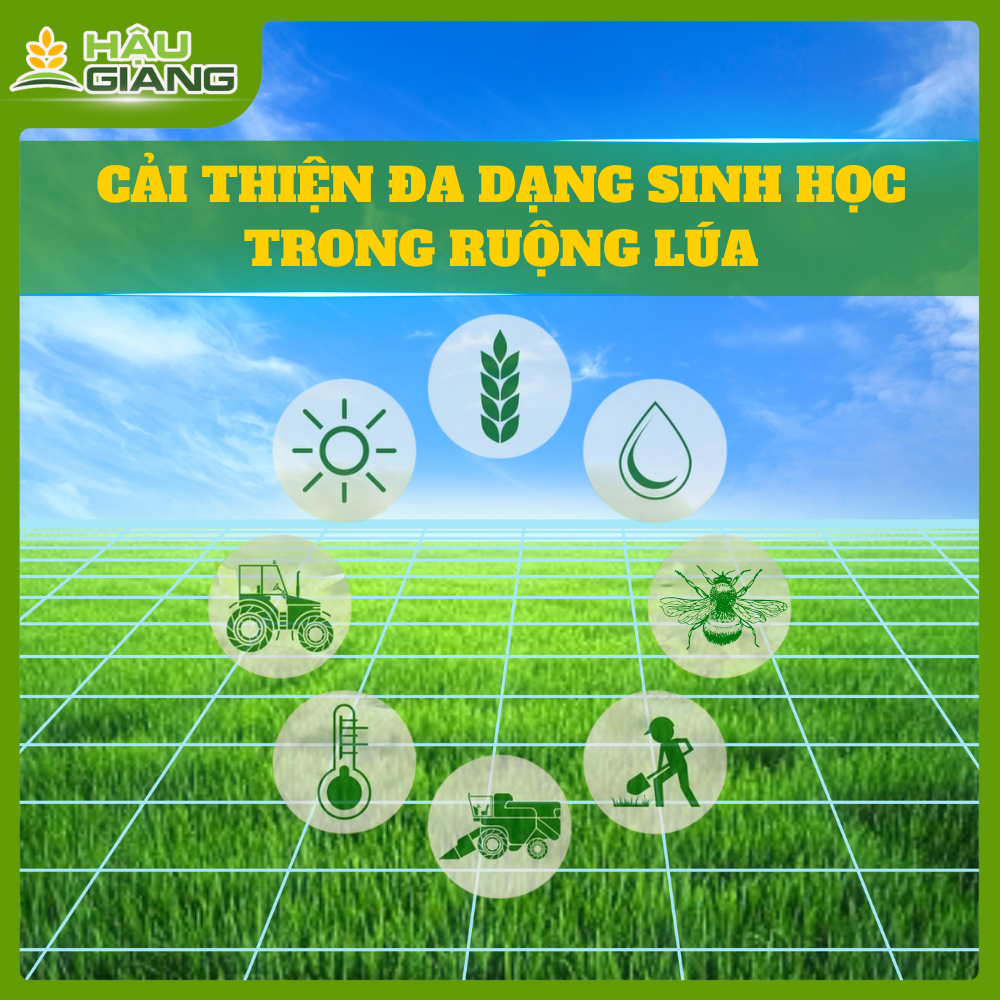 Cải Thiện Đa Dạng Sinh Học Trong Ruộng Lúa - Giải Pháp Bền Vững Cho Nông Nghiệp Xanh