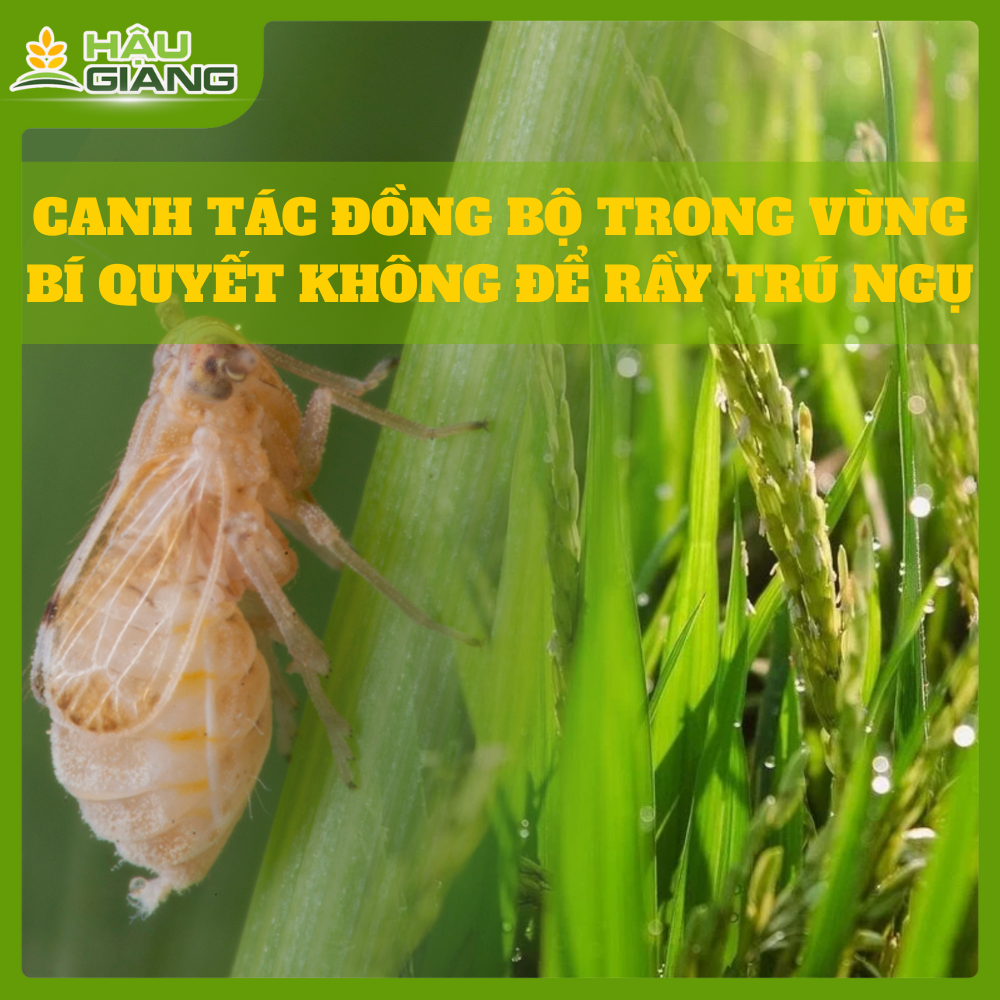Canh Tác Đồng Bộ Trong Vùng - Bí Quyết 