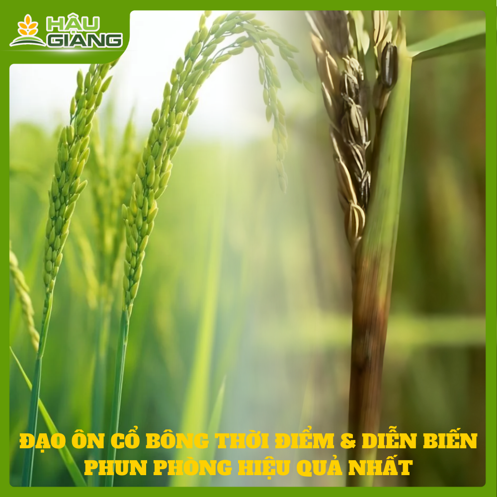 Đạo Ôn Cổ Bông - Diễn Biến Và Thời Điểm Phun Phòng Hiệu Qủa Nhất