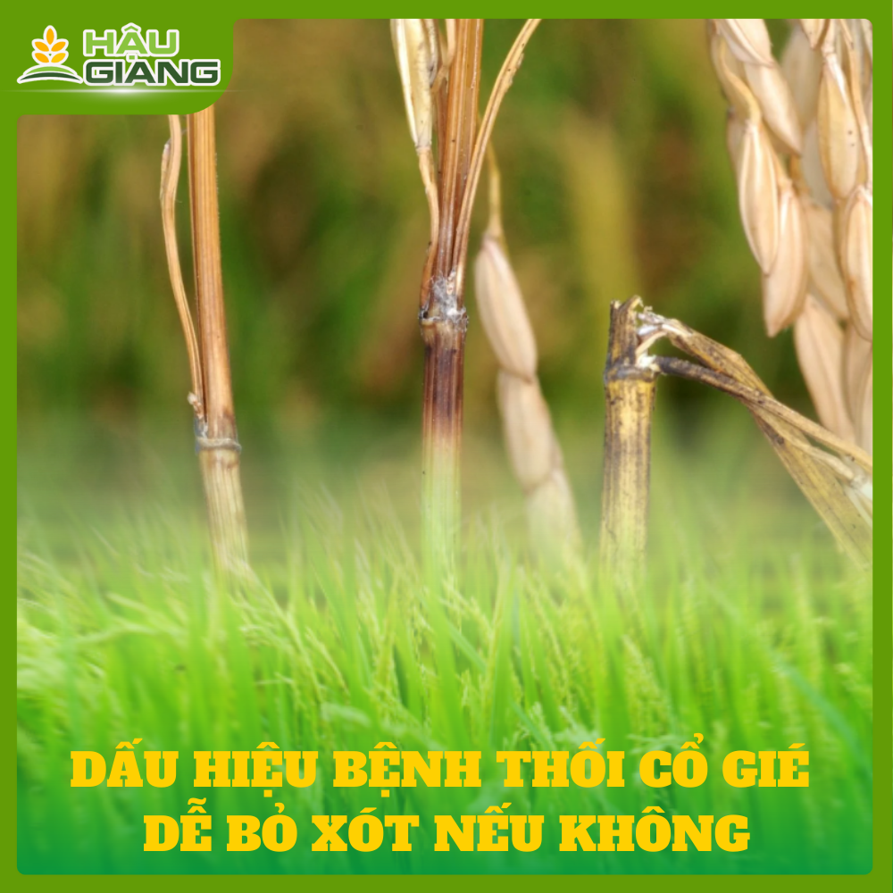 Dấu Hiệu Bệnh Thối Cổ Gié