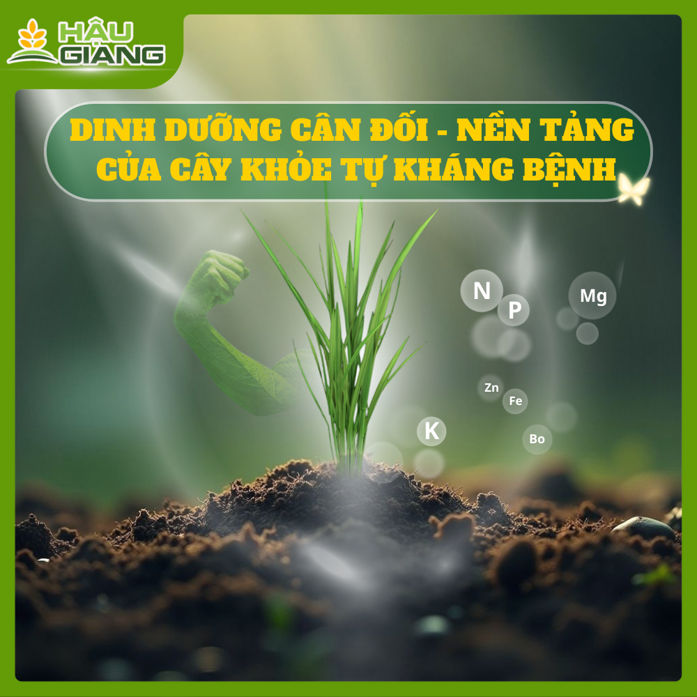 Dinh Dưỡng Cân Đối - Nền Tảng Của Cây Khỏe Tự Kháng Bệnh