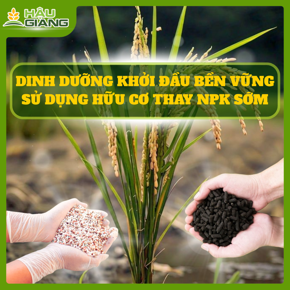 Dinh Dưỡng Khởi Đầu Bền Vững Dùng Hữu Cơ Thay Thế NPK Từ Sớm