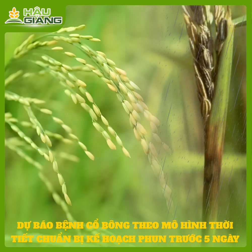 Dự Báo Bệnh Cổ Bông Theo Mô Hình Thời Tiết - Chuẩn Bị Kế Hoạch Phun Trước 05 Ngày