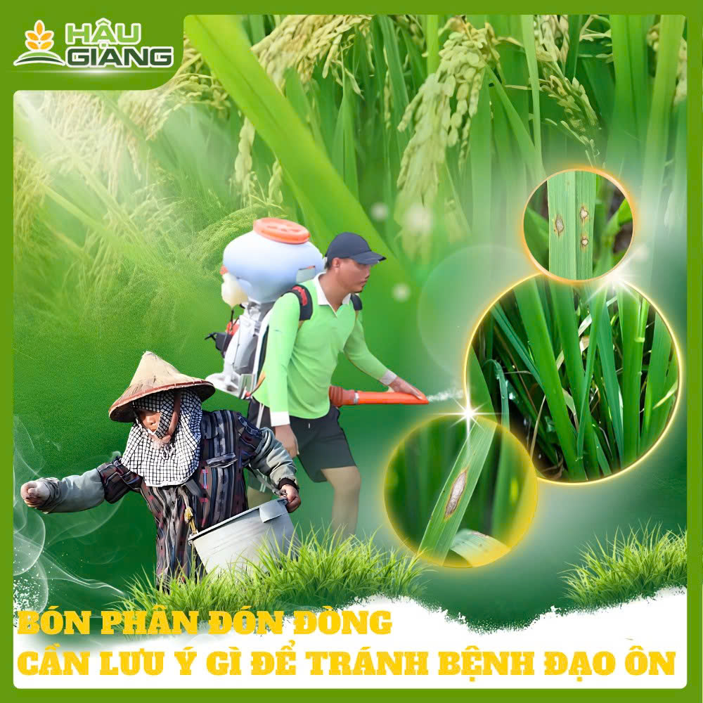 Bón Phân Đón Đòng - Cần Lưu Ý Gì Để Tránh Phát Sinh Đạo Ôn