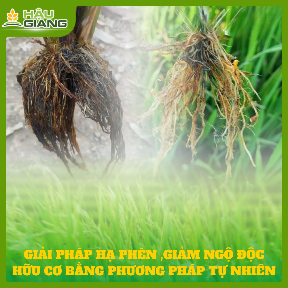 Giải Pháp Hạ Phèn, Giảm Độc Hữu Cơ Bằng Phương Pháp Tự Nhiên