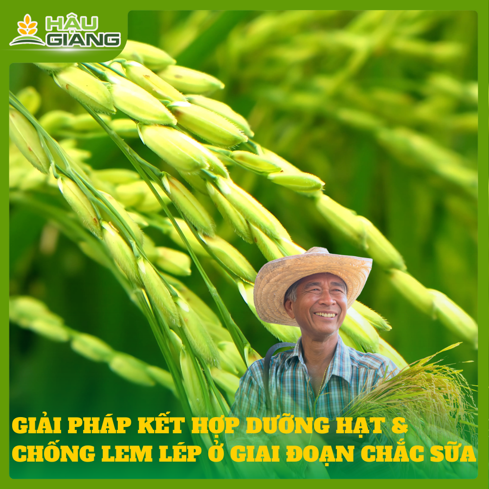 Giải Pháp Kết Hợp Dưỡng Hạt Và Chống Lem Lép Hạt Giai Đoạn Lúa Chắc Sữa