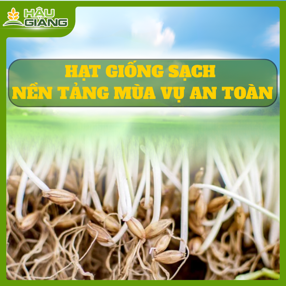 Hạt Giống Sạch - Nền Tảng Cho Mùa Vụ An Toàn