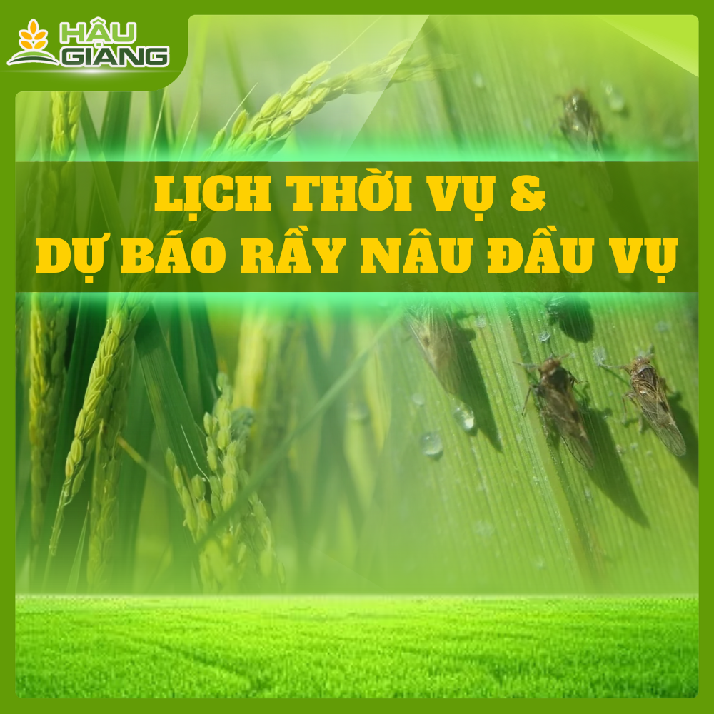Lịch Thời Vụ Và Dự Đoán Sâu Rầy Đầu Vụ