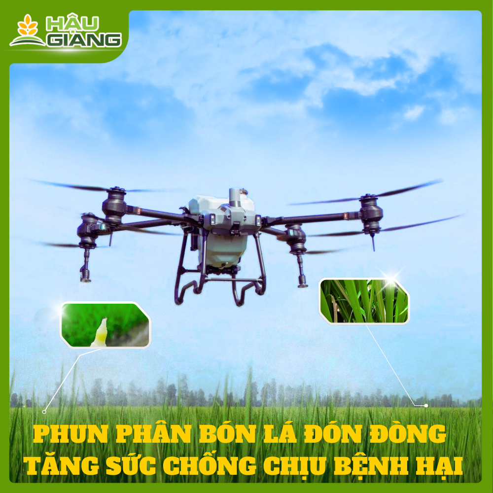 Phun Phân Bón Lá Trước Làm Đòng - Tăng Sức Chống Chịu Bệnh Hại