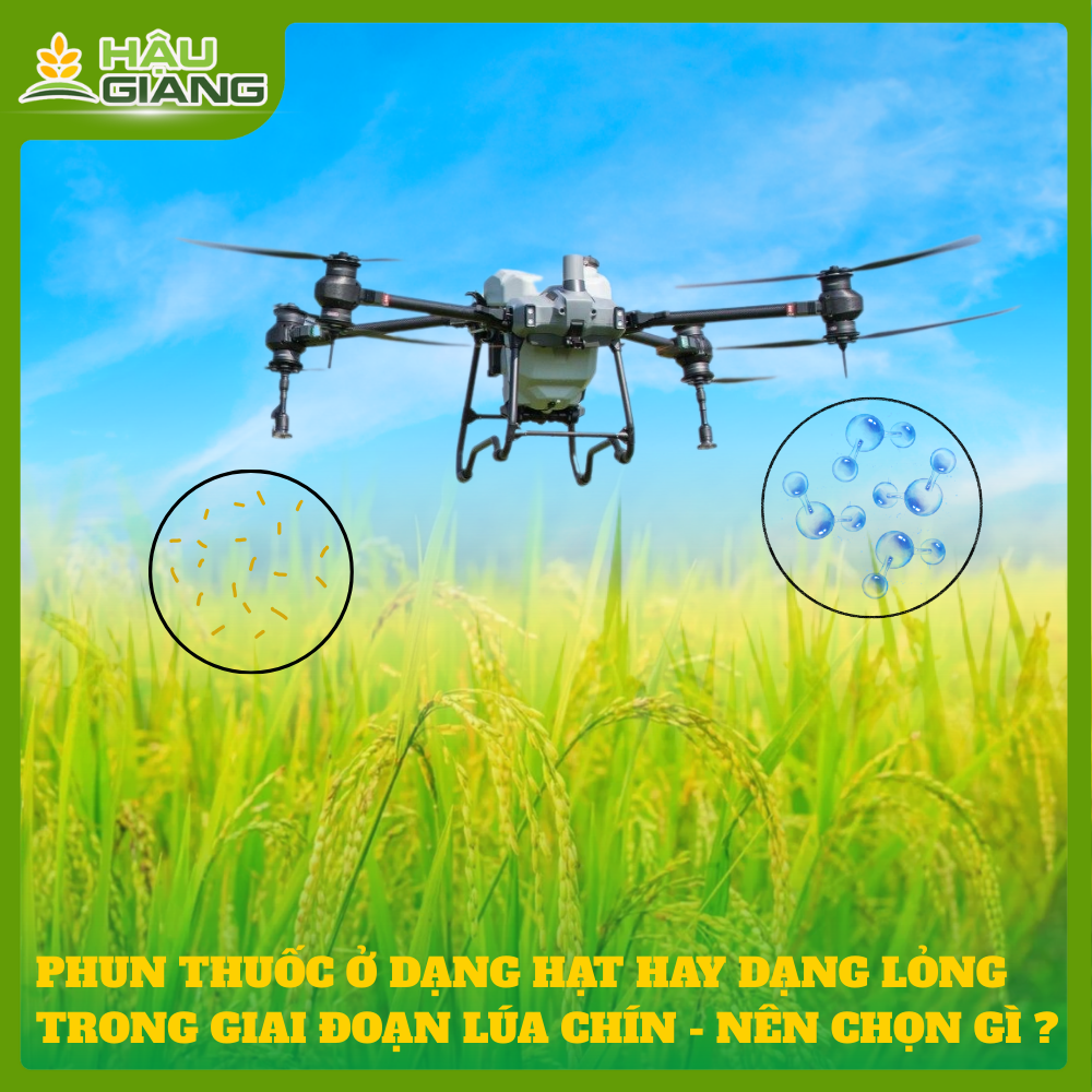 Phun Thuốc Dạng Hạt Hay Dạng Nước Trong Giai Đoạn Chín - Nên Chọn Dạng Nào?