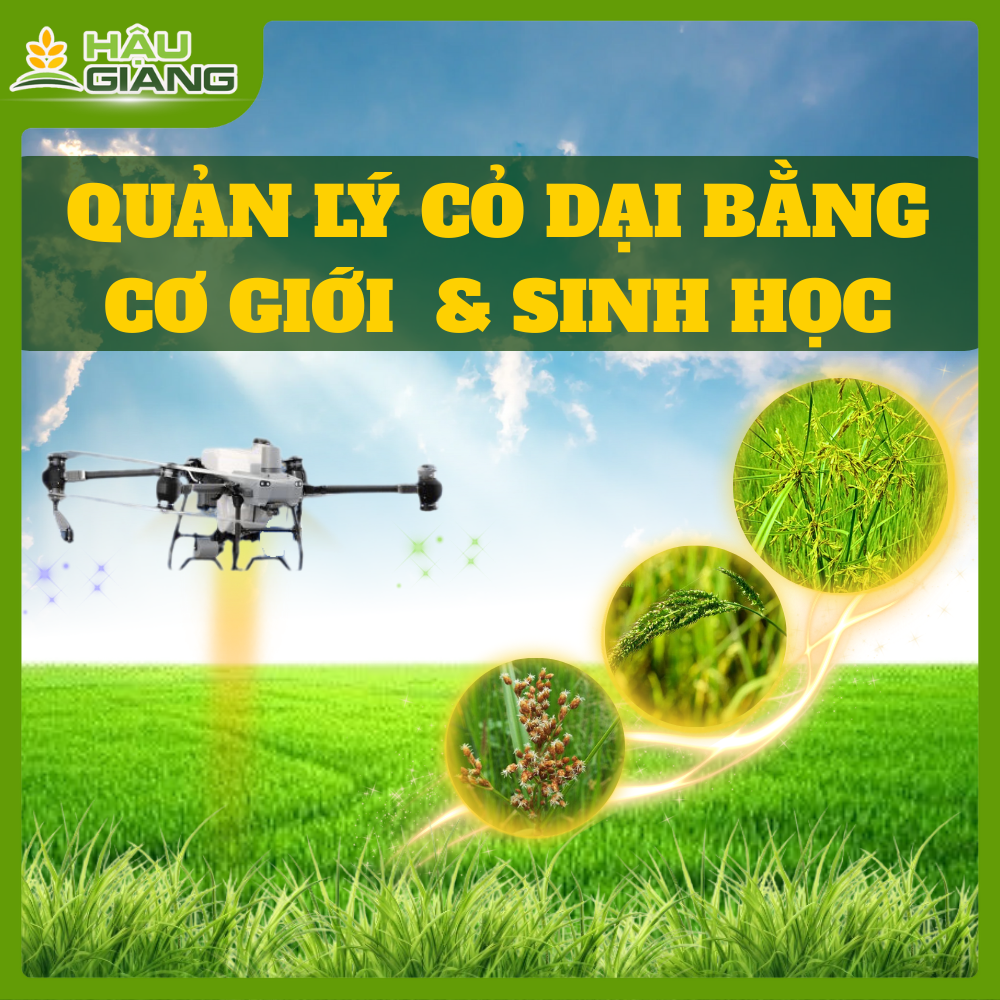 Quản Lý Cỏ Dại Bằng Cơ Giới Và Sinh Học