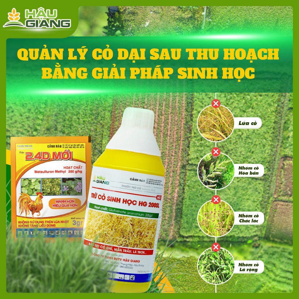 Quản Lý Cỏ Dại Sau Thu Hoạch Bằng Giải Pháp Sinh Học - An Toàn, Hiệu Qủa, Bền Vững