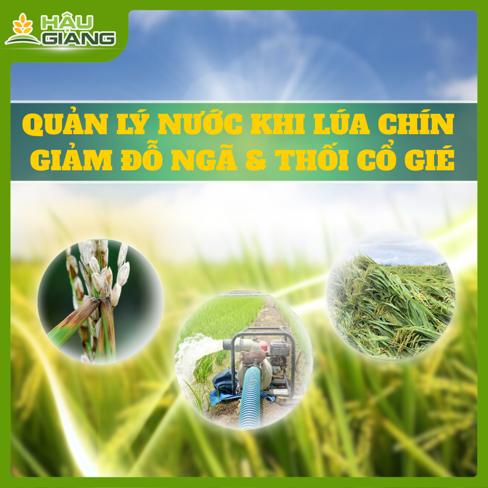 Quản Lý Nước Khi Lúa Chín - Giải Pháp Then Chốt Giảm Đỗ Ngã Và Thối Cổ Gié Trước Thu Hoạch