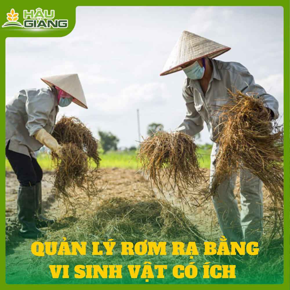 Quản Lý Rơm Rạ Bằng Vi Sinh Vật Có Ích - Giải Pháp Sinh Học Thay Thế Đốt Rơm Rạ