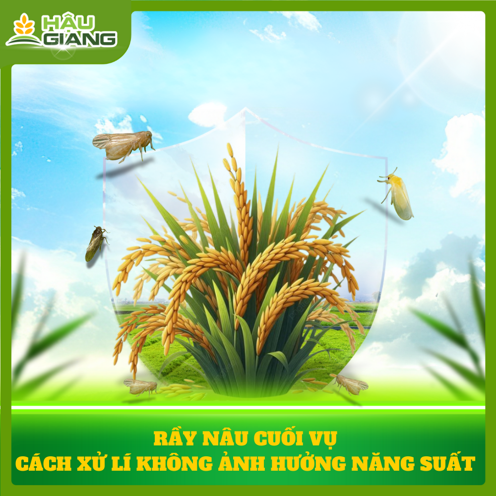 Rầy Nâu Cuối Vụ Và Cách Xử Lý Không Ảnh Hưởng Năng Suất