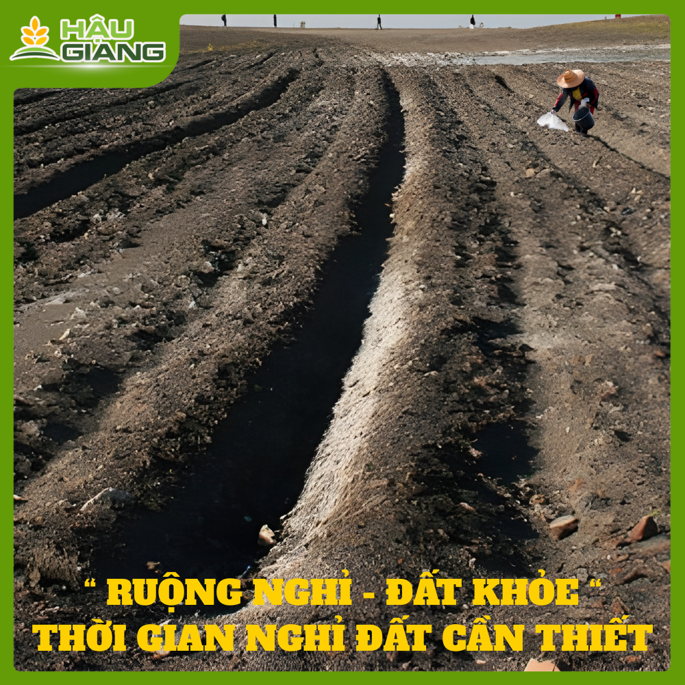 Ruộng Nghỉ - Đất Khỏe: Thời Gian Nghỉ Đất Cần Thiết Để Tái Tạo Sự Sống