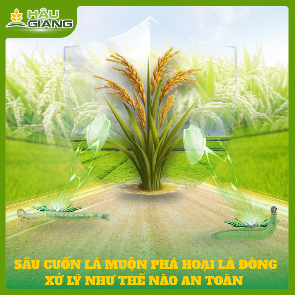 Sâu cuốn lá muộn phá hoại lá đồng – xử lý như thế nào để an toàn