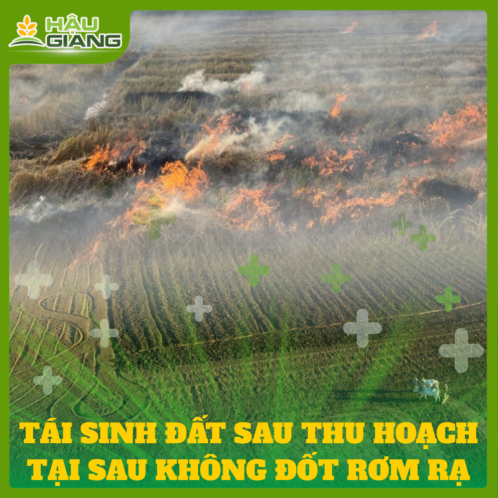 Tái Sinh Đất Sau Vụ Thu Hoạch - Vì Sao Không Nên Đốt Rơm Rạ