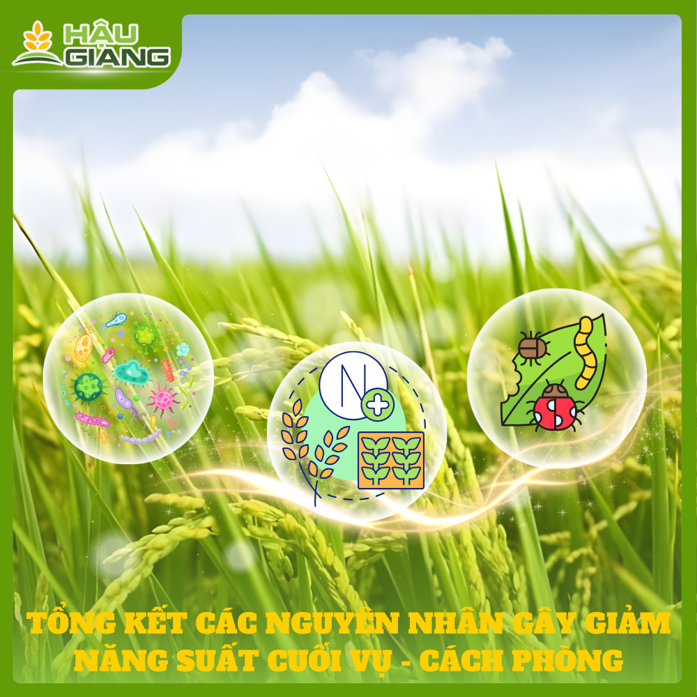 Tổng Hợp Các Nguyên Nhân Gây Giảm Năng Suất Cuối Vụ Và Cách Phòng Tránh