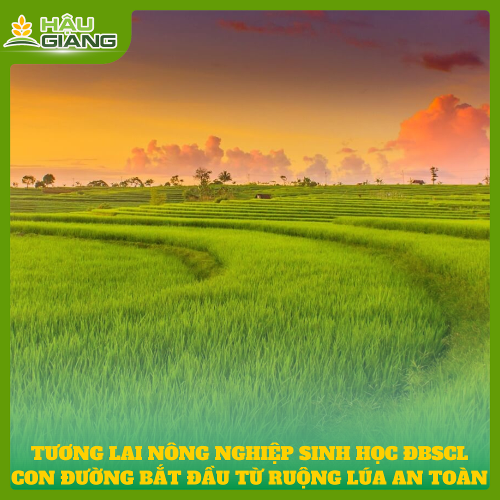 Tương Lai Nông Nghiệp Sinh Học ĐBSCL - Con Đường Bắt Đầu Từ Ruộng Lúa An Toàn