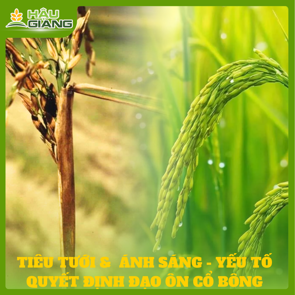 Tưới Tiêu Và Ánh Sáng - Yếu Tố Quyết Định Đạo Ôn Cổ Bông