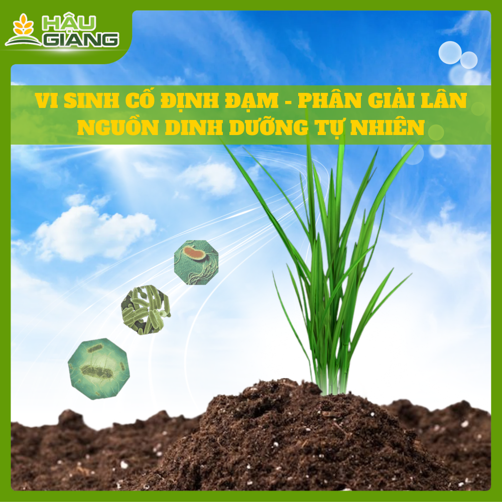 Vi sinh cố định đạm và phân giải lân – nguồn dinh dưỡng tự nhiên