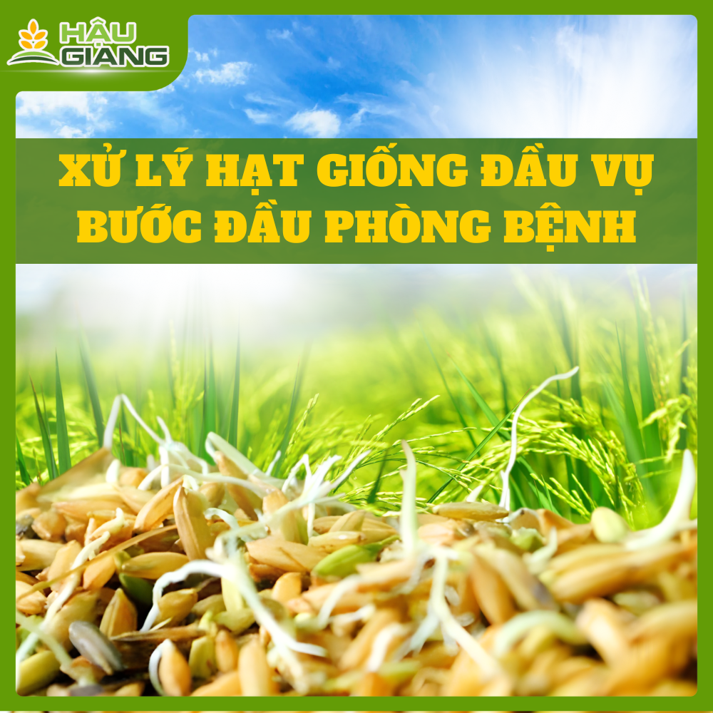 Xử Lý Hạt Giống Đầu Vụ - Bước Đầu Phòng Bệnh