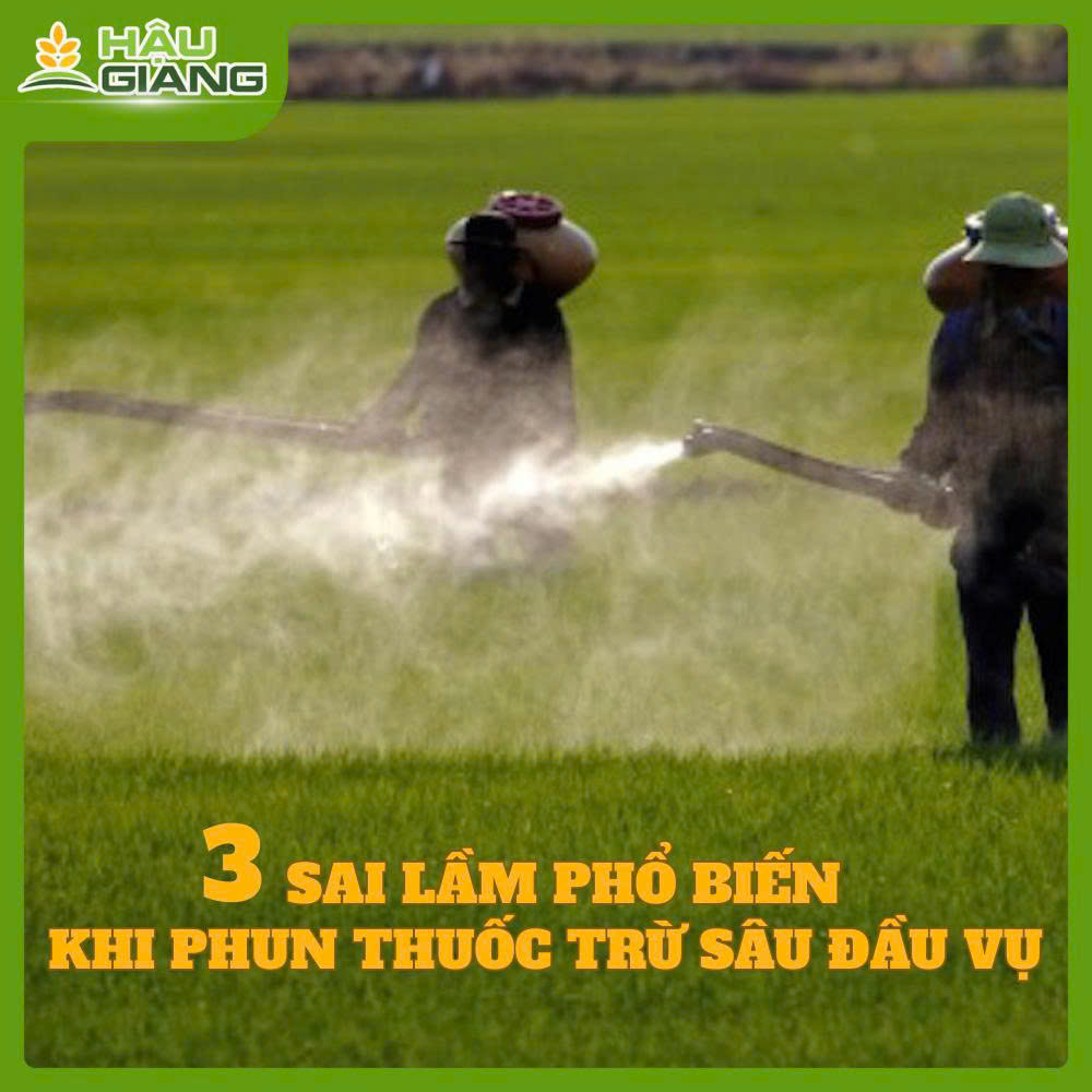 Giai Đoạn 15 Ngày Sau Sạ- Nhà Nông Cần Lưu Ý