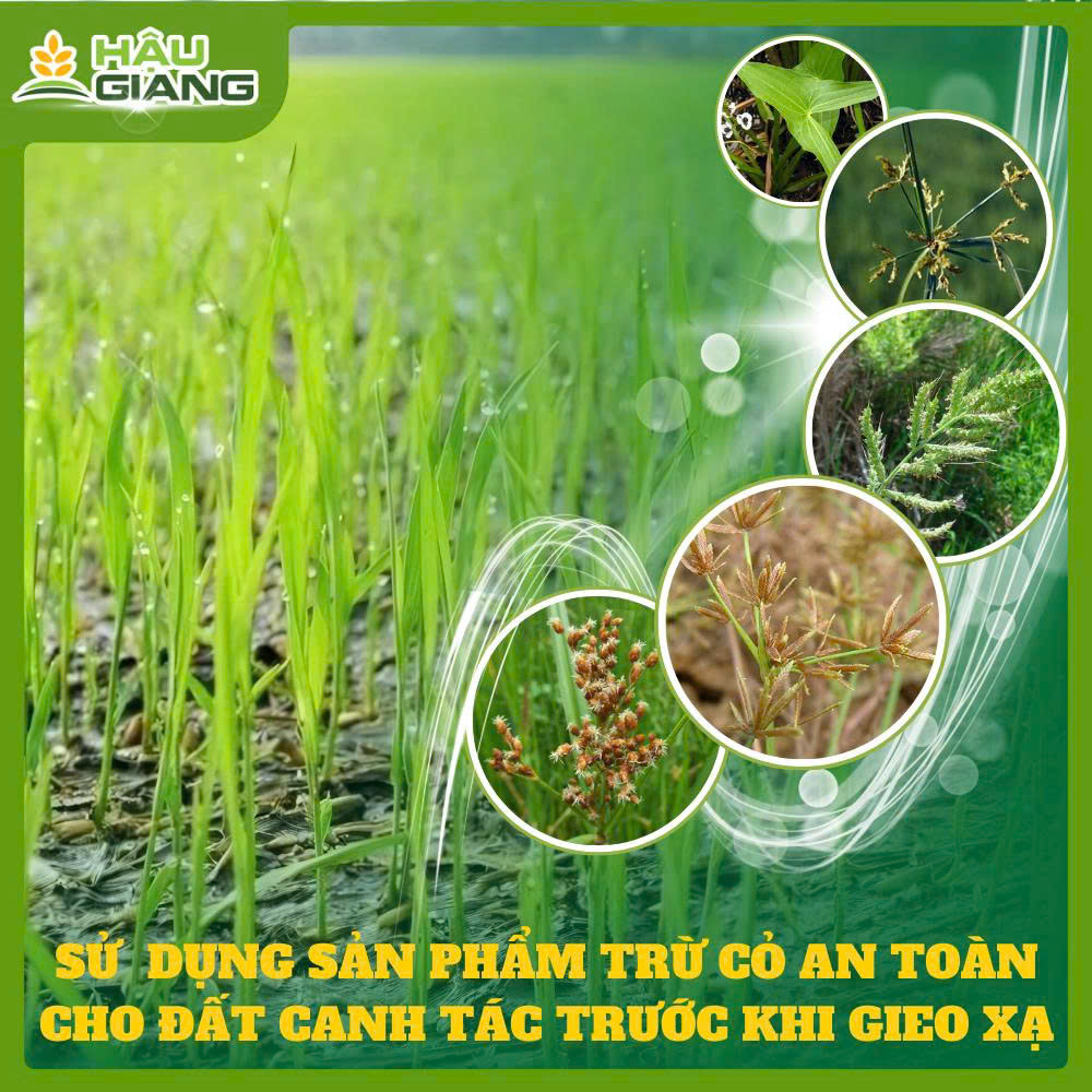 Các Hoạt Chất Trừ Cỏ Phổ Biến Trên Thị Trường