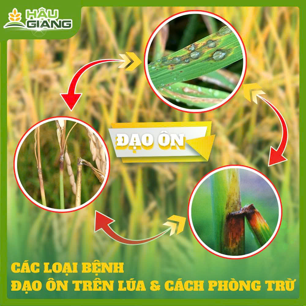 Các Loại Đạo Ôn Xuất Hiện Trên Lúa