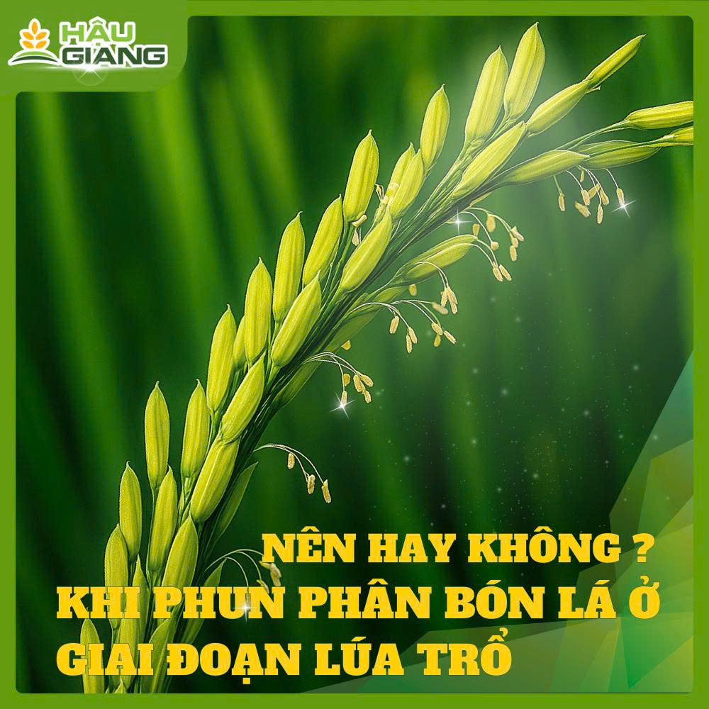 Phun Phân Bón Lá Giai Đoạn Lúa Trổ