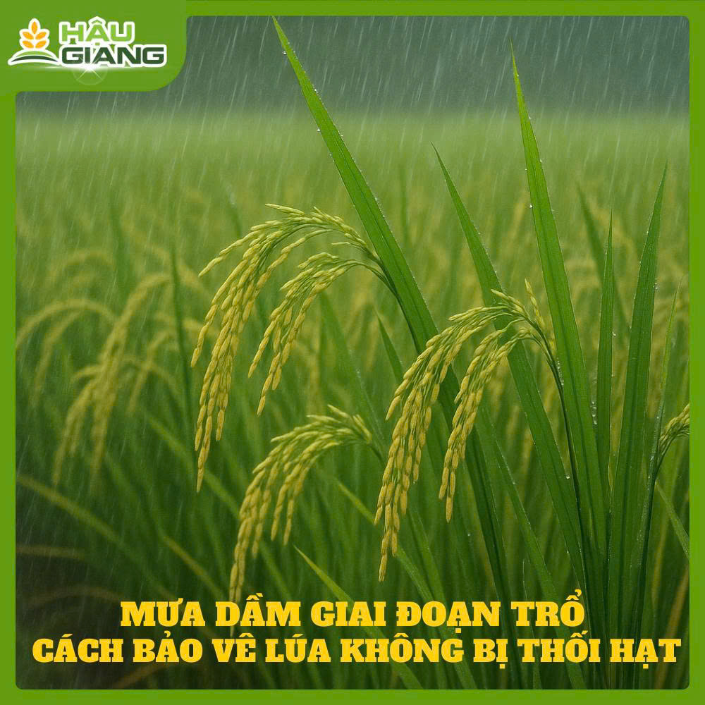 Tác Hại Mưa Dầm Giai Đoạn Lúa Trổ