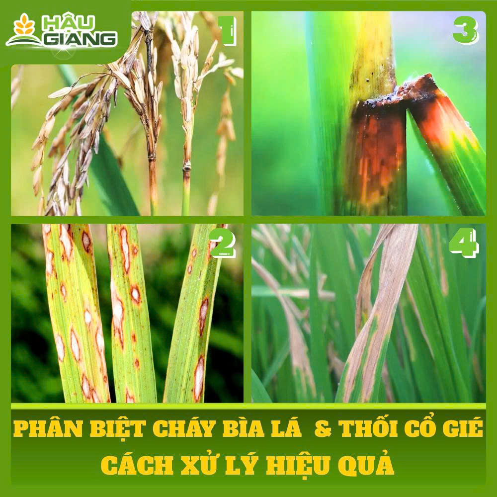 Phân Biệt Cháy Bìa Lá Và Thối Cổ Gié